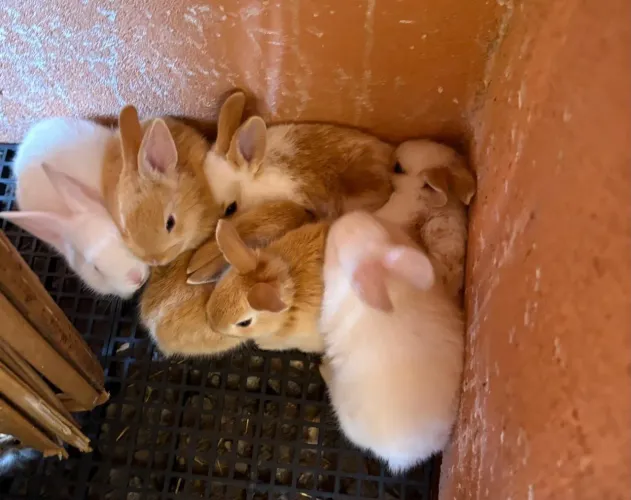 Coelhos filhotes