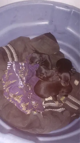 Pinscher Numeração 1 (4 filhotes) fêmea