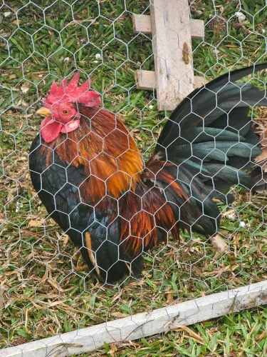 Casal de Serama