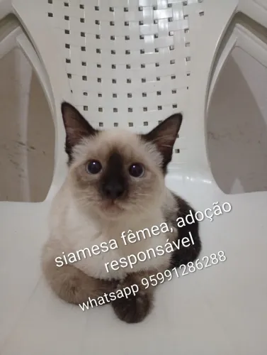 Gatinha siamesa fêmea adoção responsável 