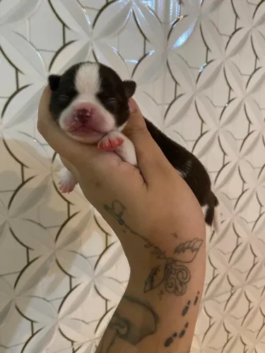 chihuahua a venda