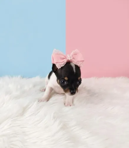 Filhote Pinscher Fêmea
