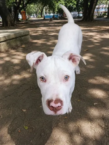 Pitbull branco de olhos verdes filhote de 6 meses