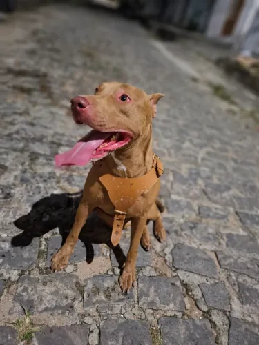 Doação cachorra pitbull terrier