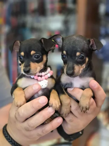 Pinscher N1 machos e fêmeas 