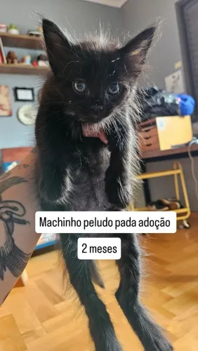 Gatinho para adoção
