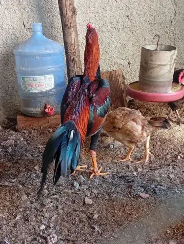 Galo 