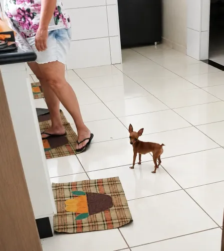 FILHOTES DE PINSCHER ZERO 
