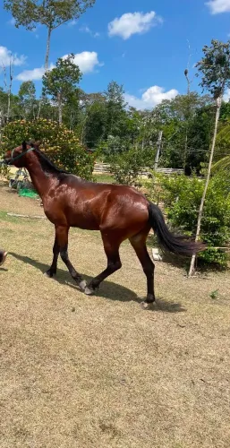 Cavalos