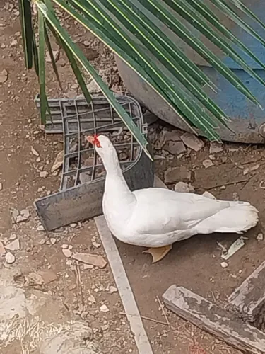 Vende - se pato branco