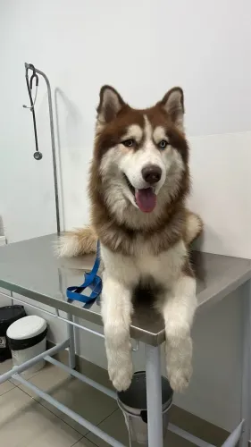 ? Husky Siberiano disponível para monta