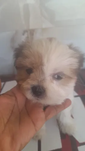 Cachorro