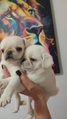 Pug fêmea branca disponível 