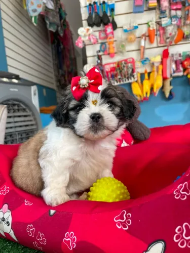 Shihtzu fêmea tricolor 