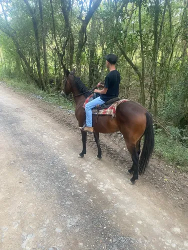 Cavalo bom troco por computador 