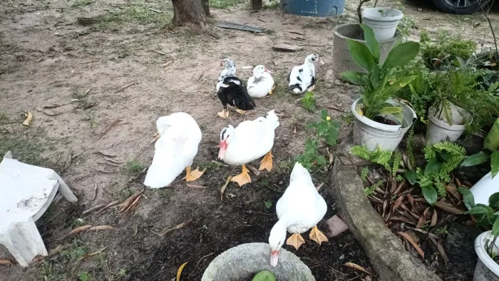 Vendo 10 patos , 5 casais com 3 meses de vida