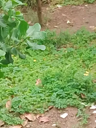 Folhas verdes de Melão Caetano 