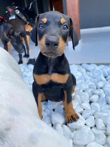 Filhote de Doberman