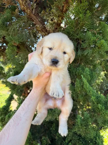 Golden retriever