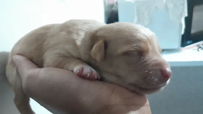doa-se cachorrinhos 