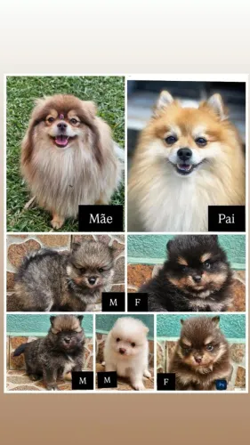 Filhotes de Spitz Alemão Anão - Lulu da Pomerânia