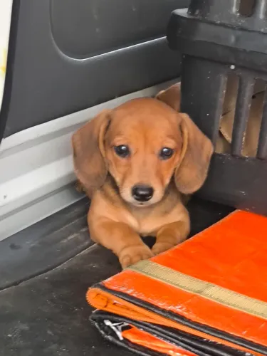 Pets dachshund Basset salsicha tekel anão 