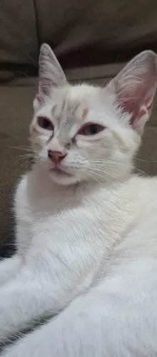 Gatinha para adoção!