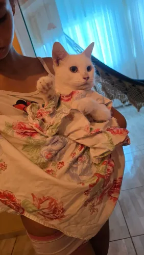 Linda gatinha angora!