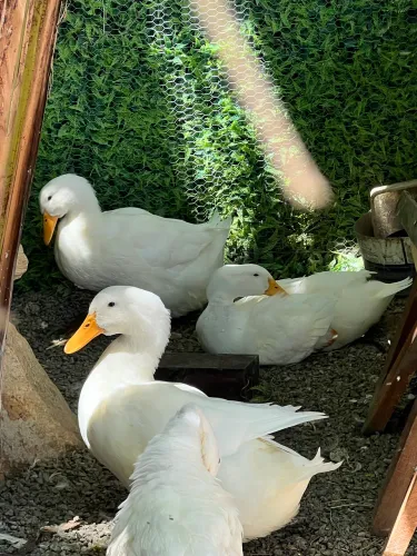 Marreco Pequim Macho 