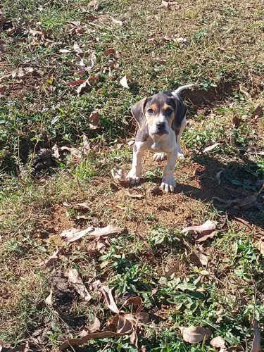 Beagle com americano