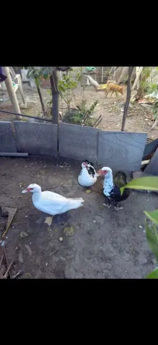 1 Pato + 2 Patas 150,00 os 3