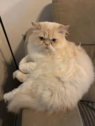 Gato persa