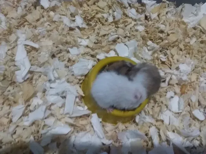 Vende-se filhote de hamster sírio 