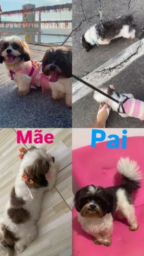 Vendo filhotes de shih tzu