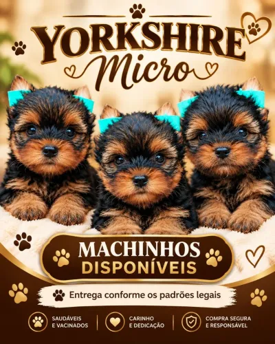 Yorkshire micro macho 