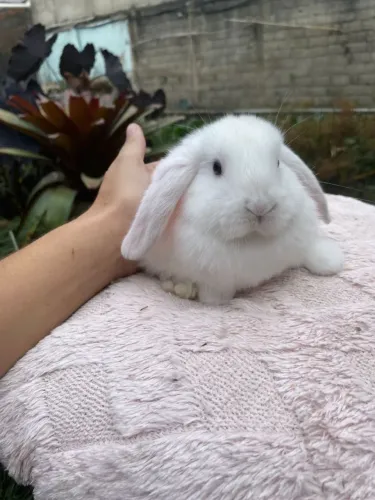 Coelho mini lop linhagem uruguaia 