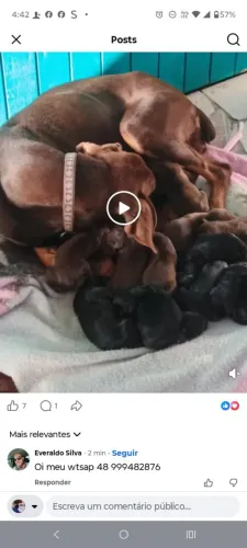 Ninhada de dobermans 