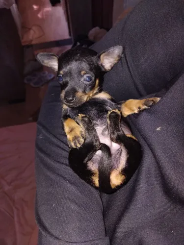 Pinscher Macho Pronta entrega Padrão 00