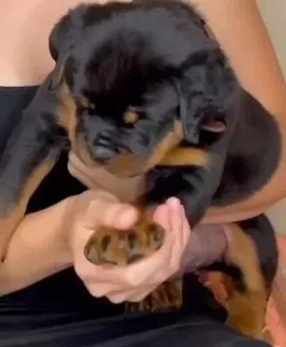 FILHOTES DE ROTTWEILER À PRONTA ENTREGA
