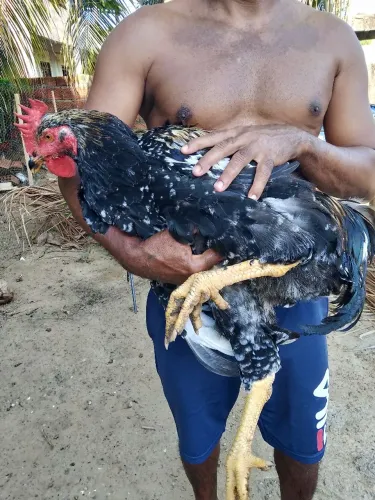 Vendo 3 frangos da raça GSB com 6 meses 