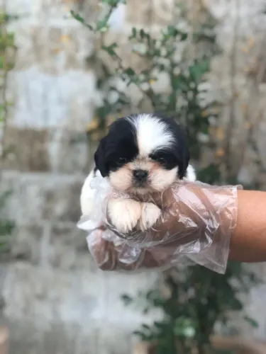 Shih Tzu V10 Importada, Contrato de Compra e Venda e Saúde Garantida