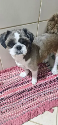Shitzu para adoção 