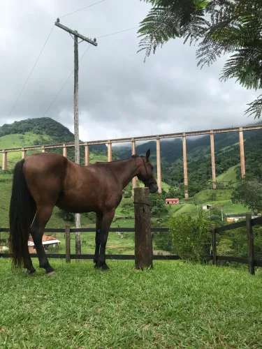 Cavalo Campolino
