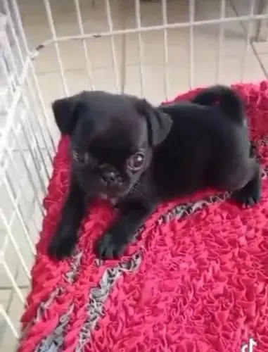 Pug Corre que estão indo