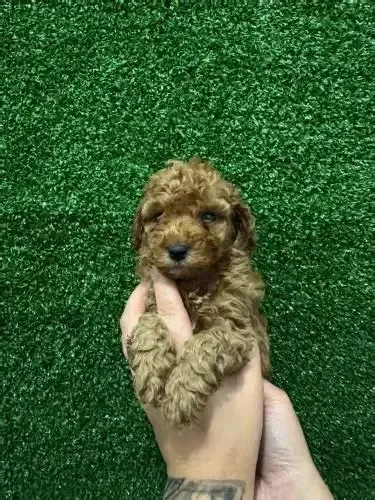 escolha o seu lindo shitzu x poodle 