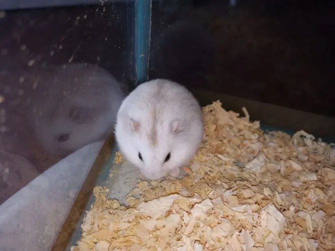 Hamsters anão russo