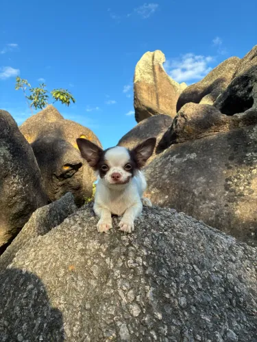 Chihuahua chocolate com branco