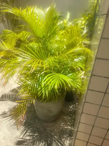 Planta Palmeira em jarro grande  