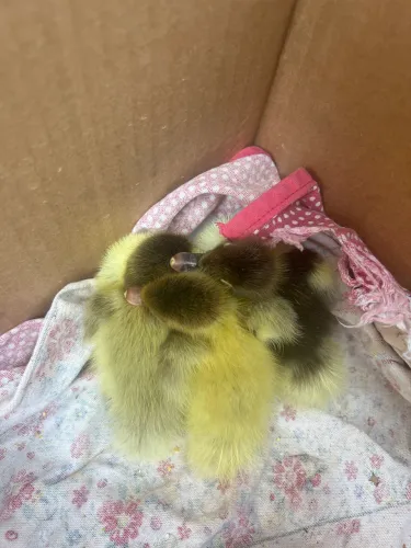 Patos filhotes