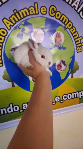Mini coelho fêmea..